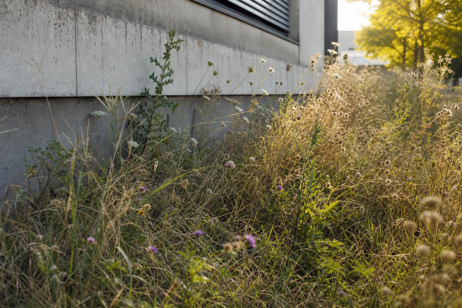 Blumenwiese am Firmengebäude: Der Mythos der Pflegefreiheit